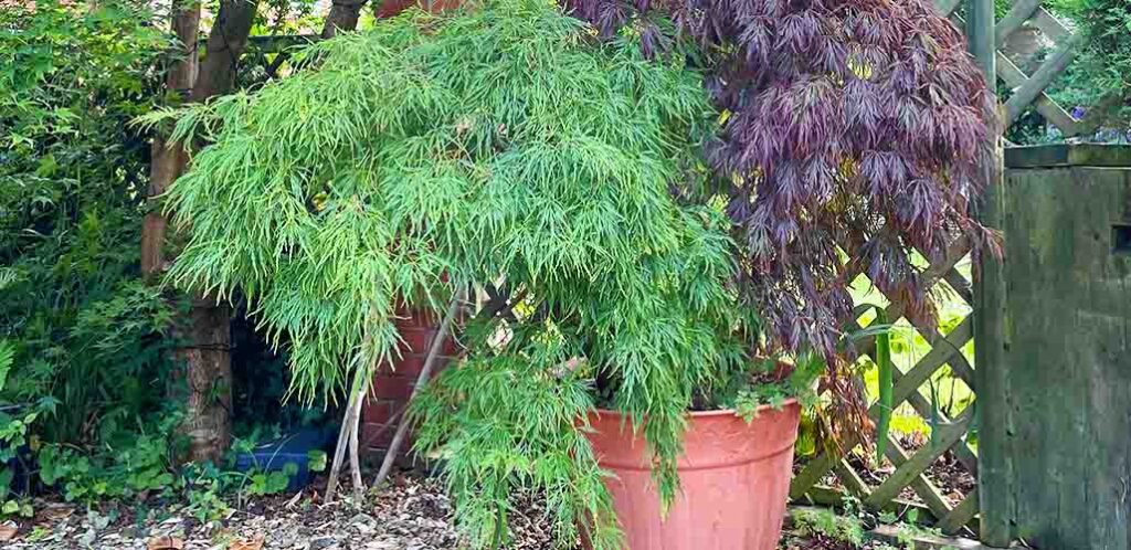 growing japanese maple in pots