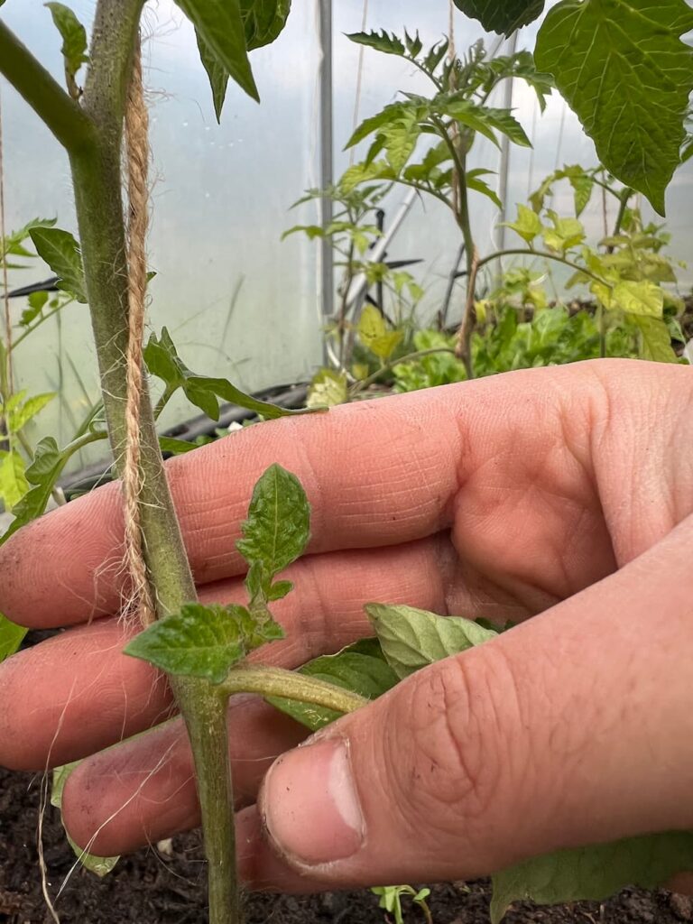 photo of tomato side shoot