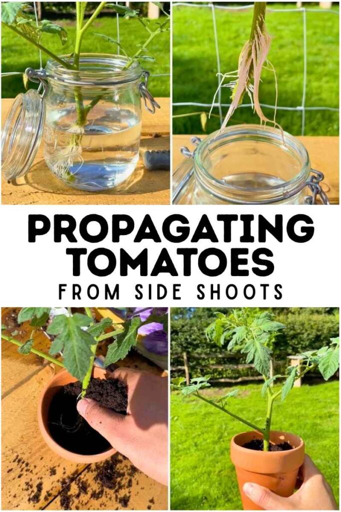 photo of tomato plant propagation stages