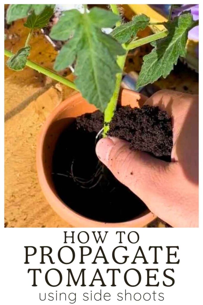 photo of a tomato plant being potted into some soil with text overlay that reads: how to propagate tomatoes using side shoots
