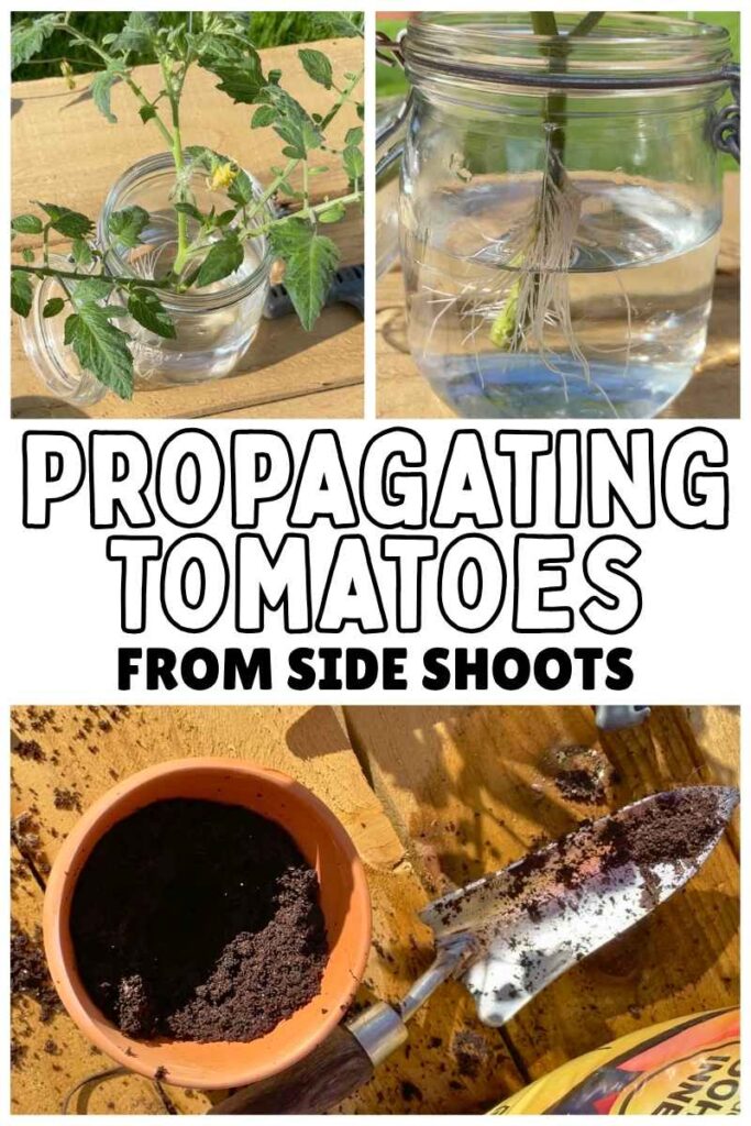 photos of propagating tomatoes from side shoots