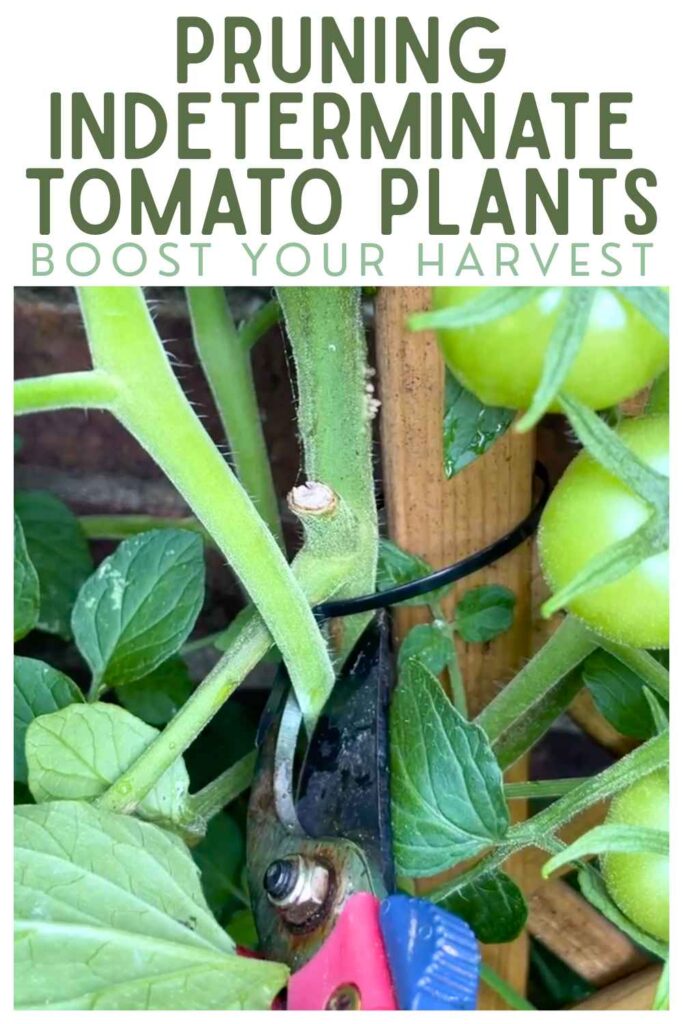 photo of a tomato plant and some pruners