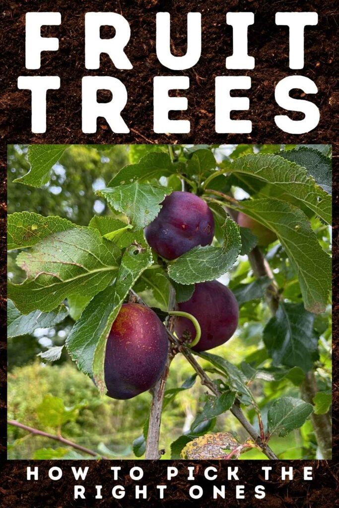 Photos of plums growing on a fruit tree