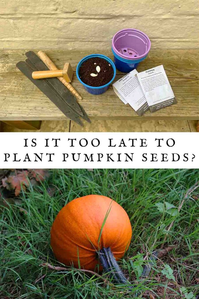 is it too late to plant pumpkin seeds