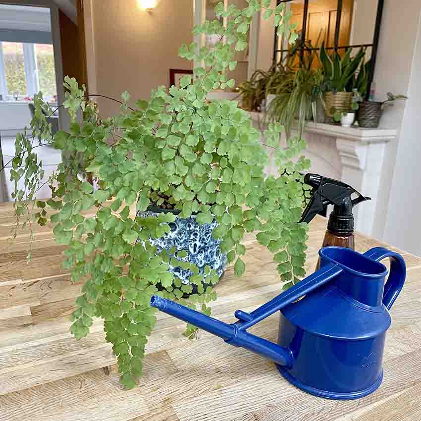 how to care for a maidenhair fern in the winter