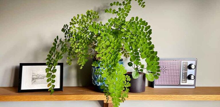 how to care for a maidenhair fern in winter