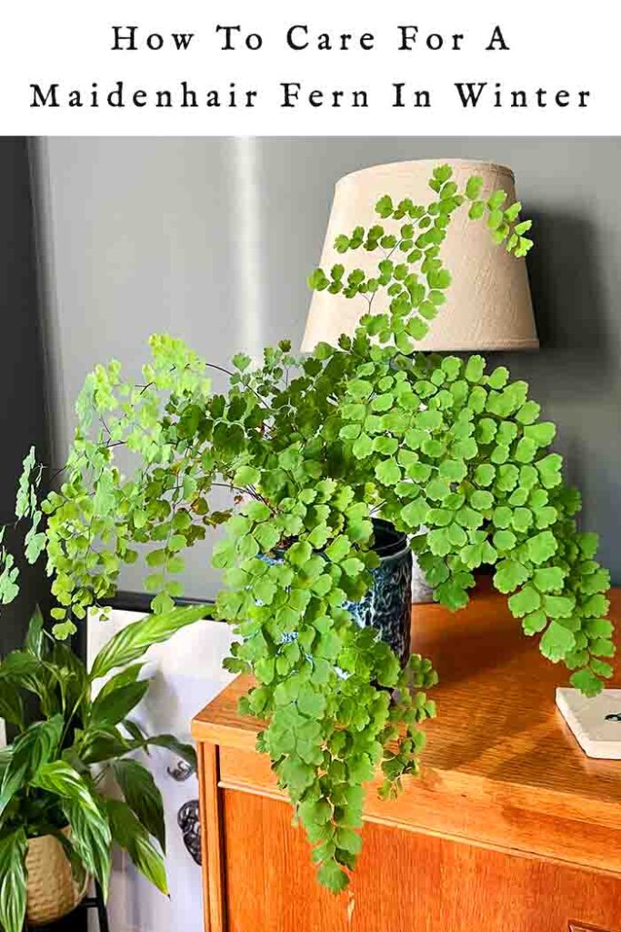 how to care for a maidenhair fern in the winter