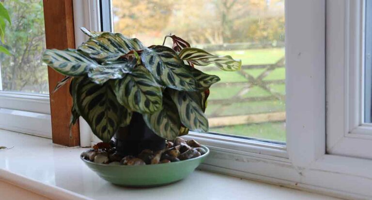 How To Get The Humidity Right For Your Houseplants