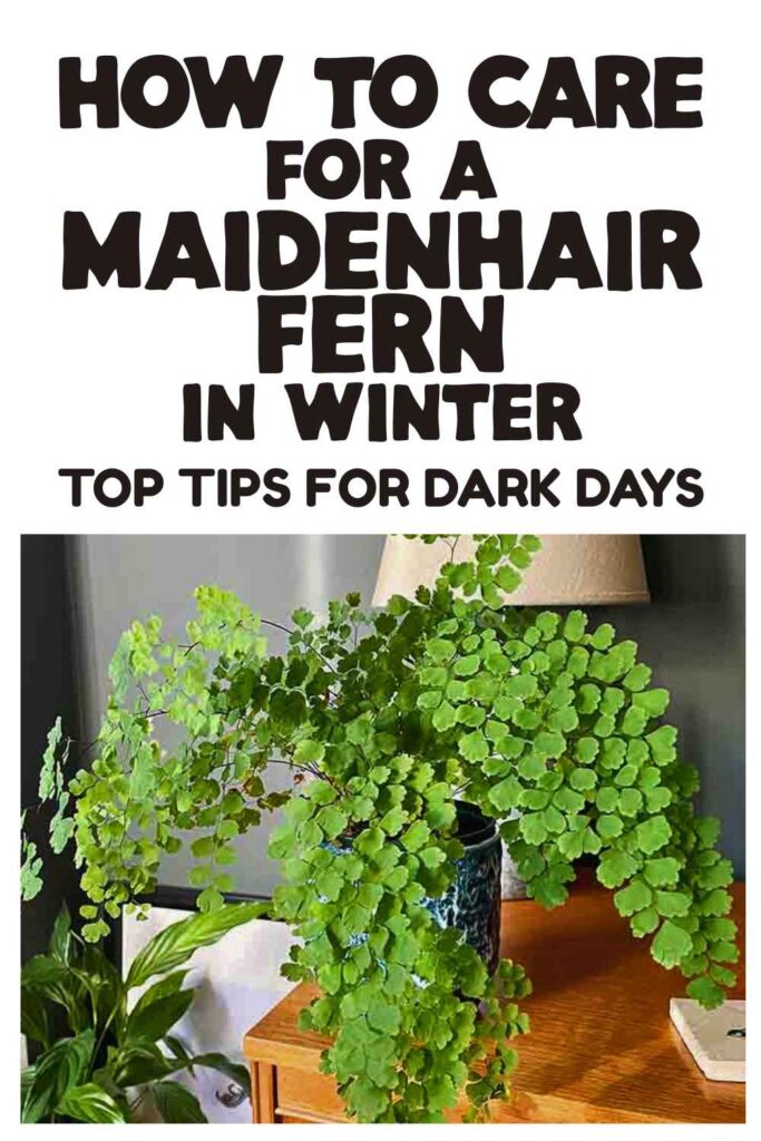 photo of a maidenhair fern
