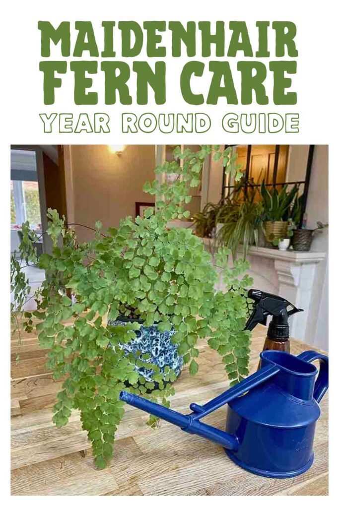 photo of a maidenhair fern of a counter next to a sprayer and small watering can