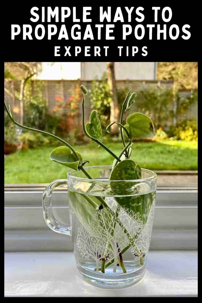 photo of satin pothos cutting in a glass of water on a windowsill