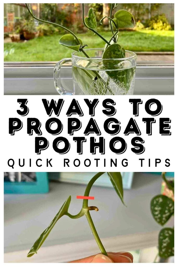 photo of satin pothos rooting in water