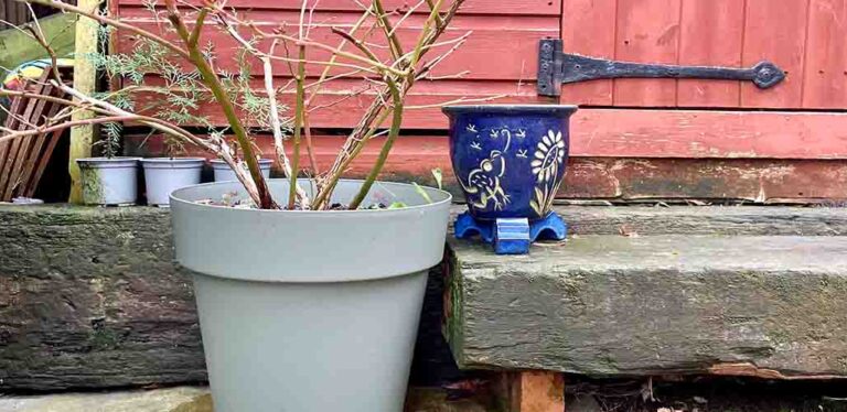 protecting container plants from frost