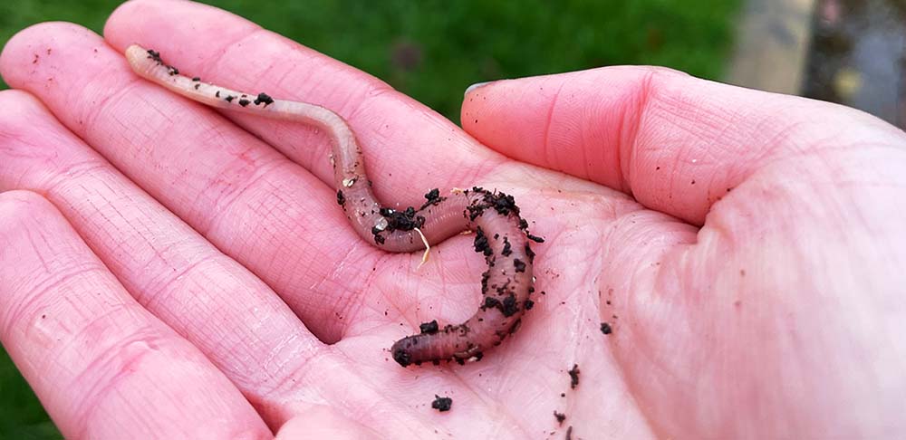 setting up a worm farm