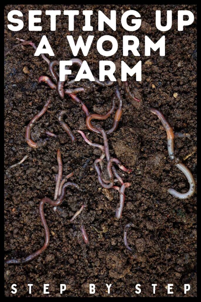 photo of worms  in dark colored soil