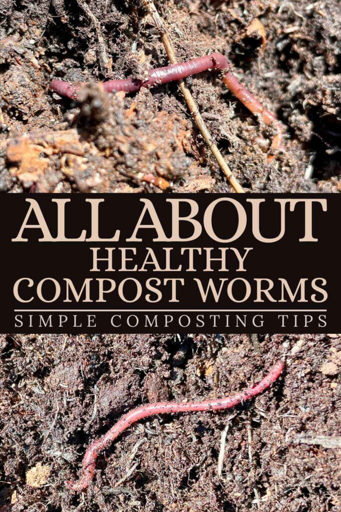 photo of worms in homemade compost