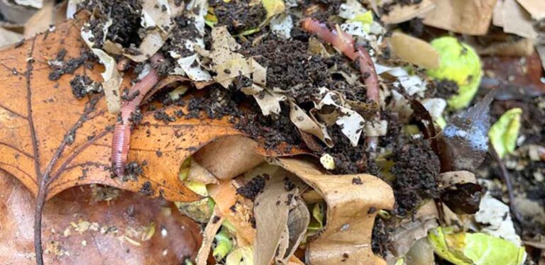 the role of worms in composting