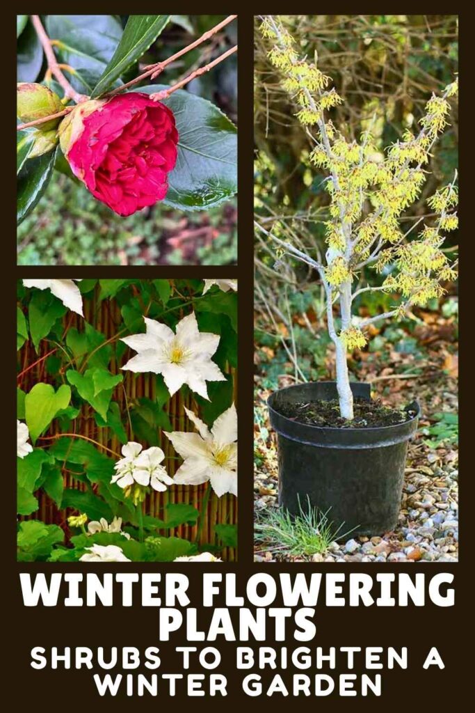 photos of winter flowering plants