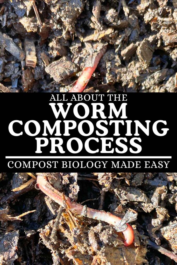 photo of worms in a compost pile