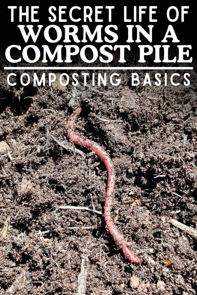 photo of worms in a compost pile