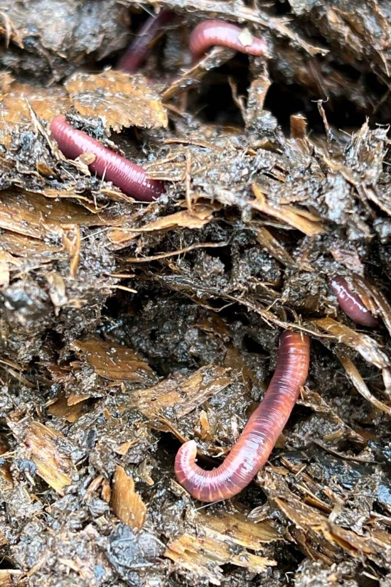 Compost Heap Insects How To Stop Your Compost Pile Attracting Pests