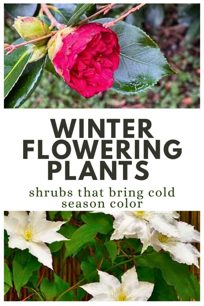 photos of winter flowering plants