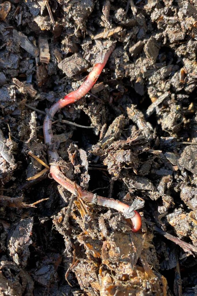 photo of an earthworm on some homemade compost