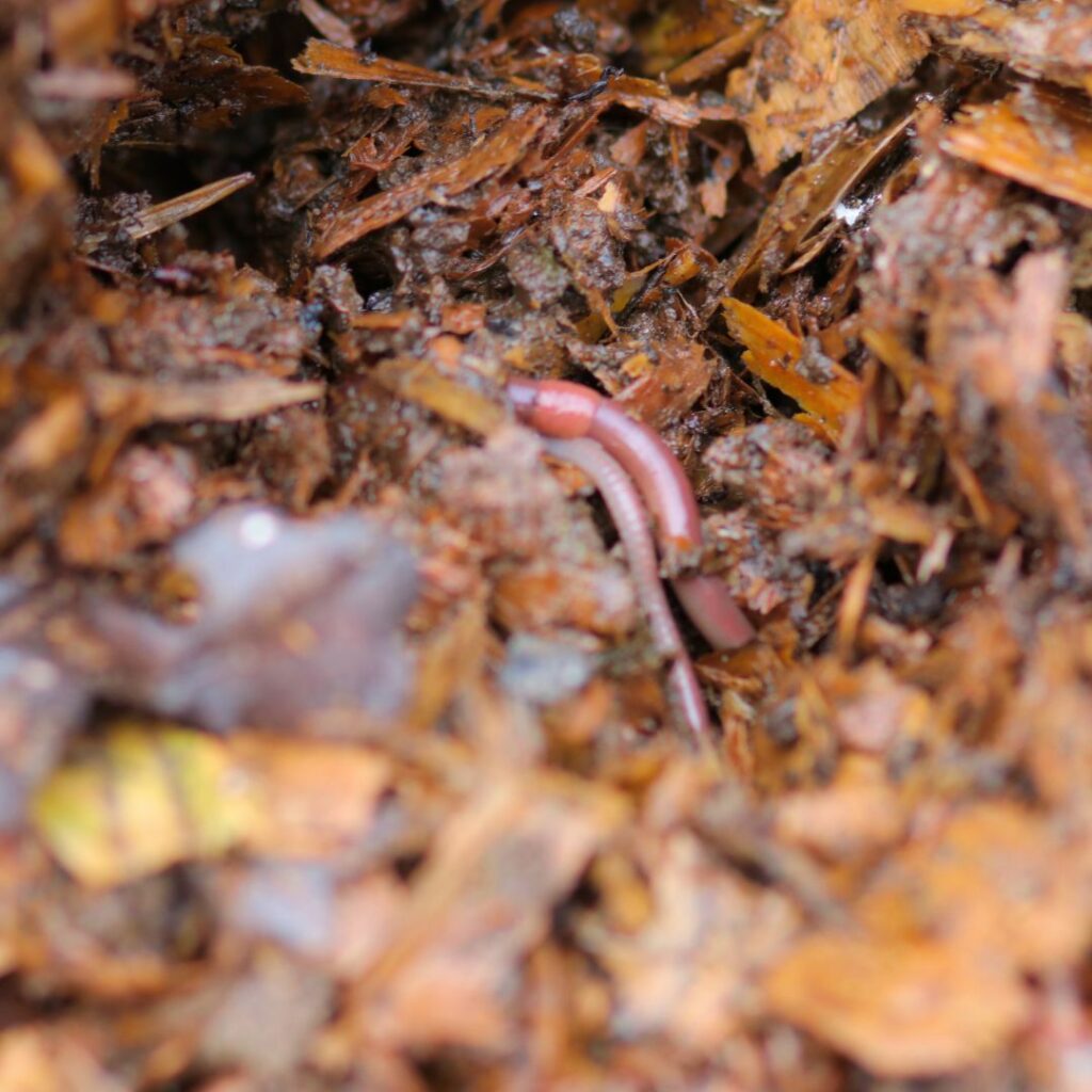 cured compost contains worms like this red wiggler