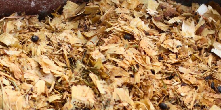 composting wood chips and shavings header