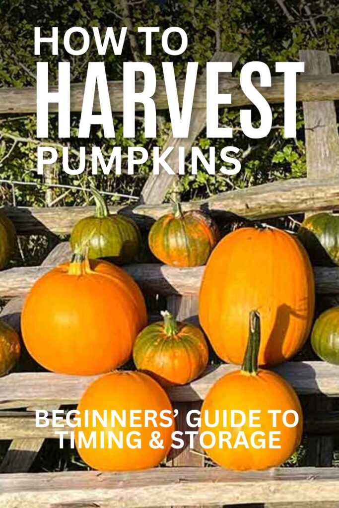 photos of pumpkins ripening on an old gate