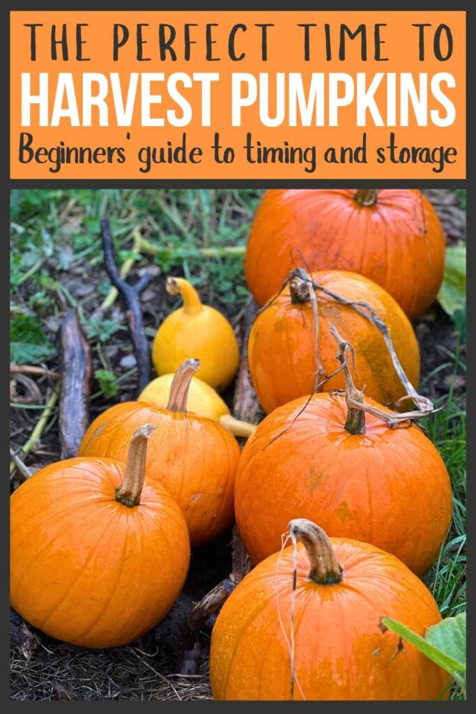 photo of pumpkins