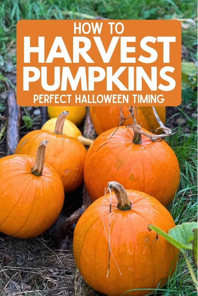 photo of pumpkins ready to harvest
