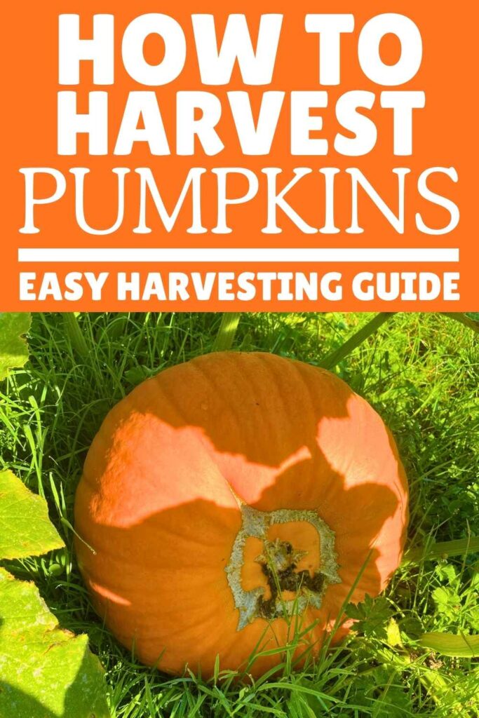 photo of a large orange pumpkin