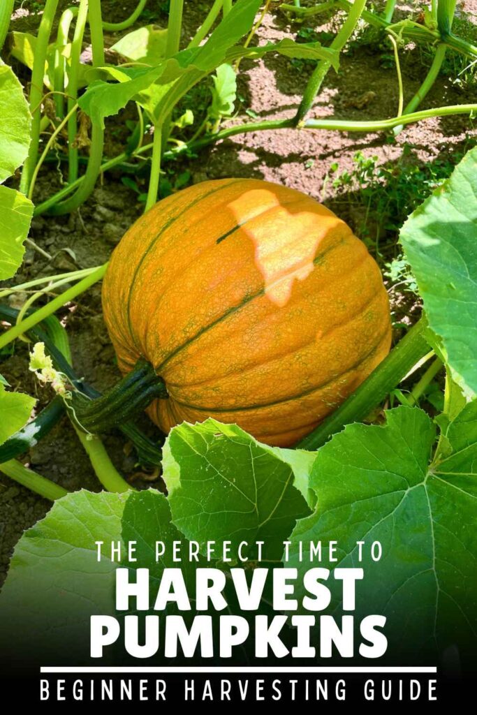 photo of a pumpkin ripening on the vine
