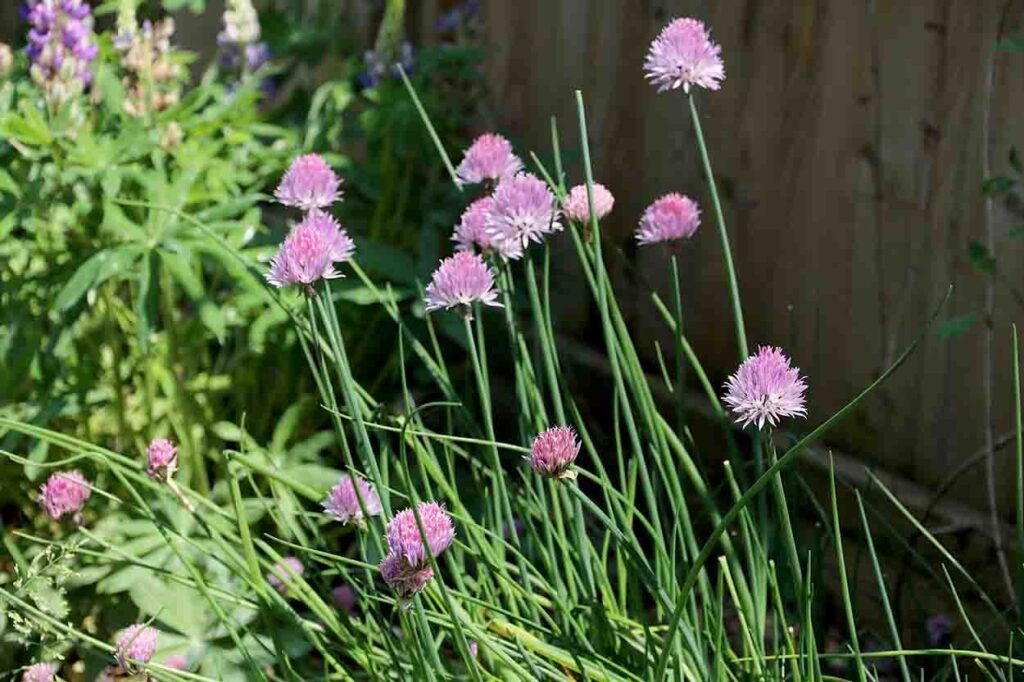 chives belong to the allium family and might make your dog sick