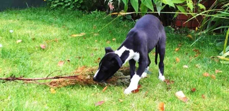 Plants That Might Make Your Dog Sick