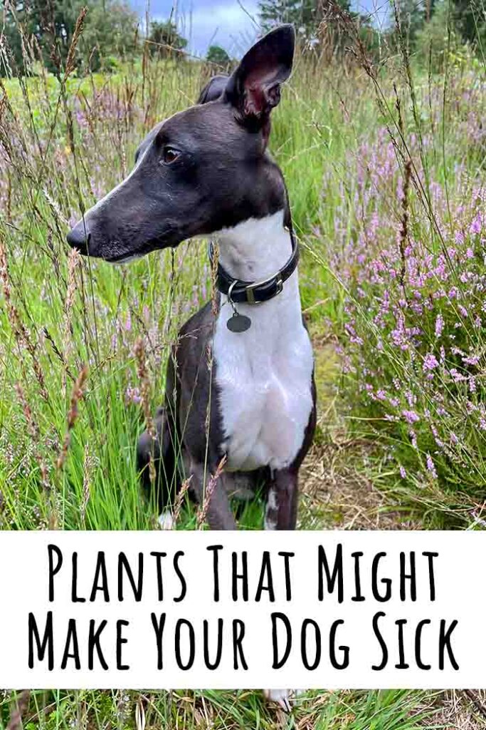 plants that might make your dog sick