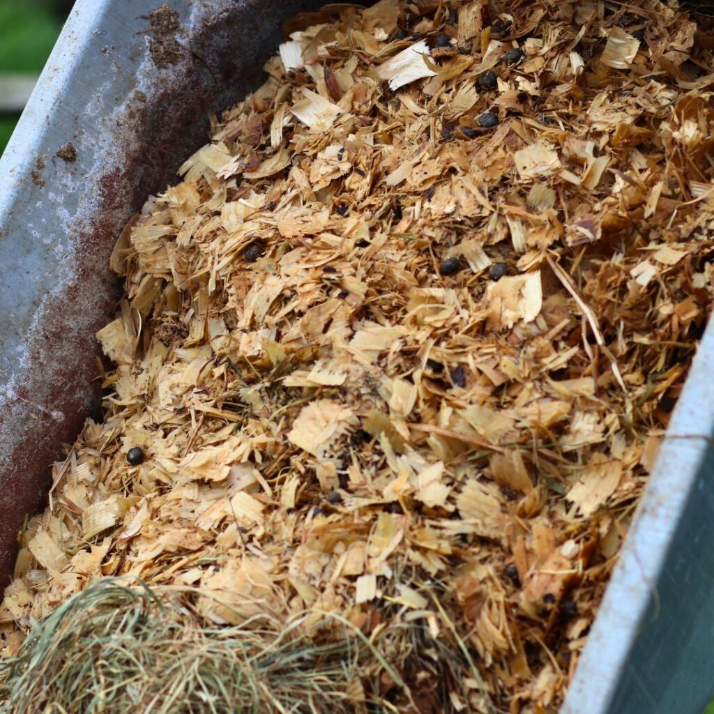 used animal bedding on its way to the compost pile