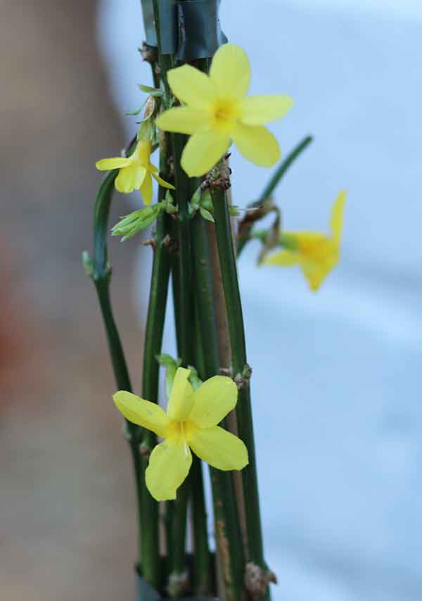 Winter Jasmine - yellow flowers- in February