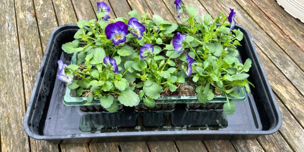 a tray of viola plugs standing in a tray of water before planting out