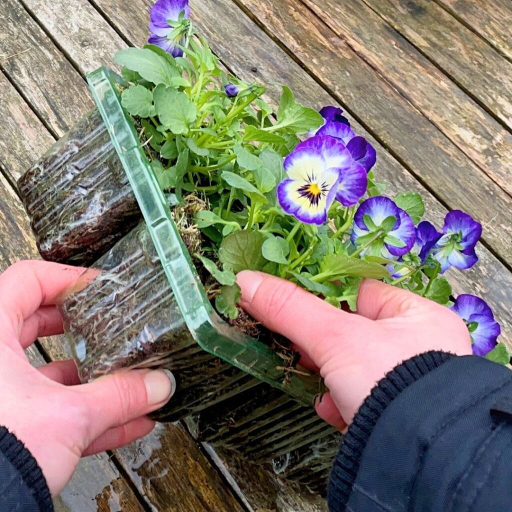 releasing a plug plant from its tray