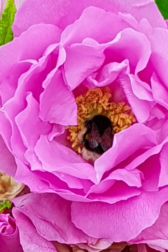 a bee feeding from a rose flower