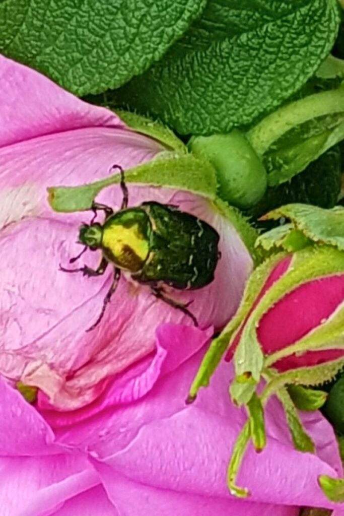 a rose chafer perches on a rose flower