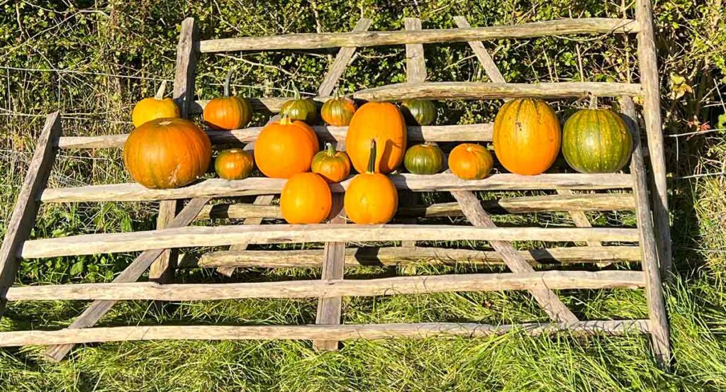assorted pumpkins ripening on an old gate in the sun