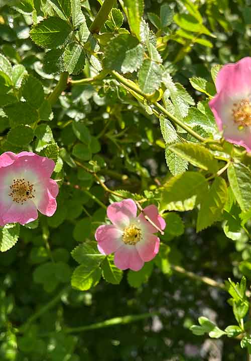 photograph of wild rose growing in English hedgerow
