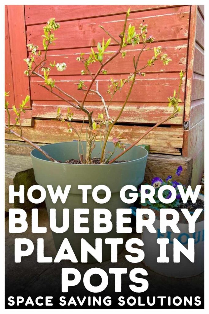 photo of a container planted blueberry bush coming into leaf