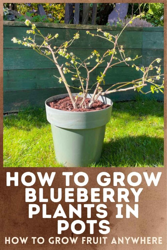 photo of a blueberry plant in a pot