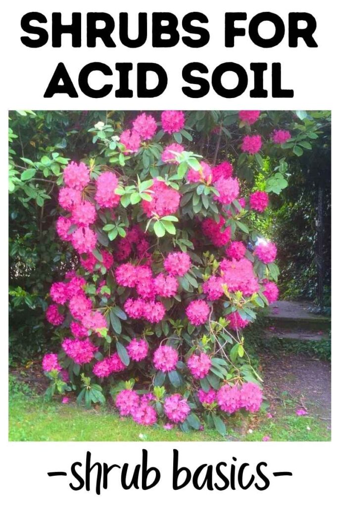 photo of a rhodedendron bush with pink flowers