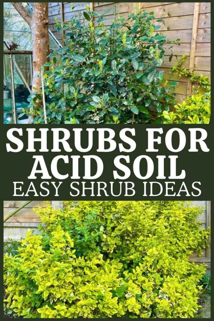 photo of shrubs that like acid soil