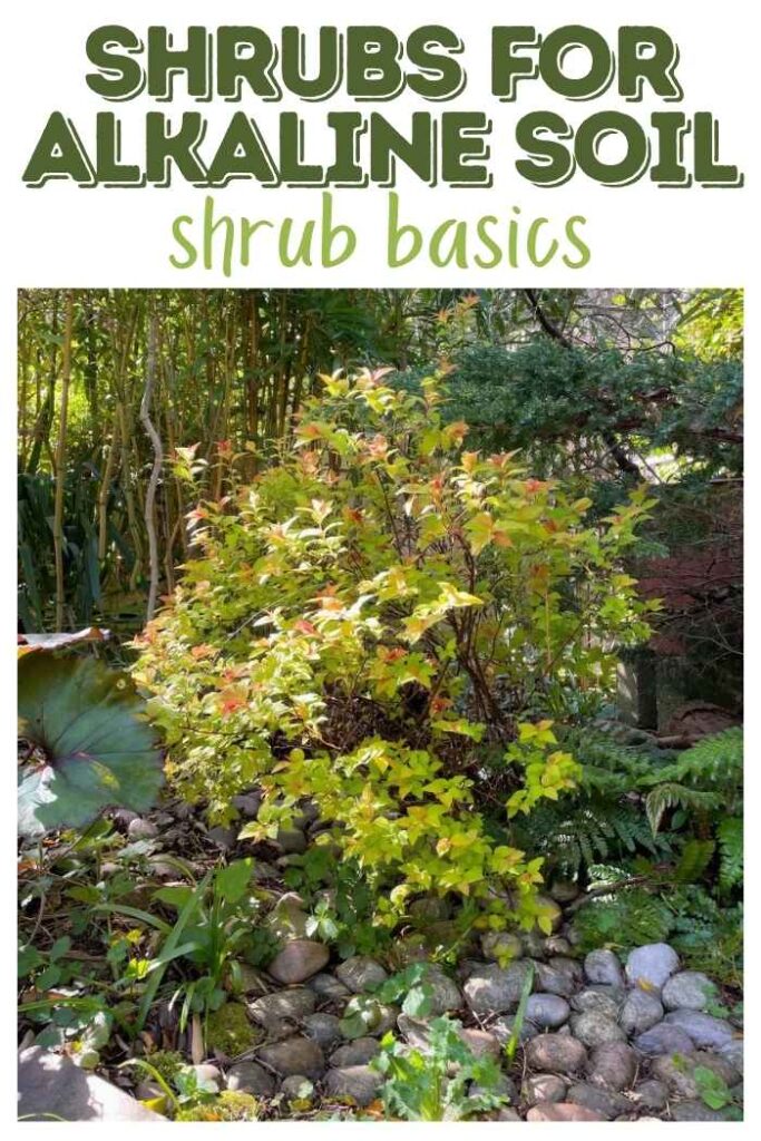 photo of shrub that loves alkaline soil
